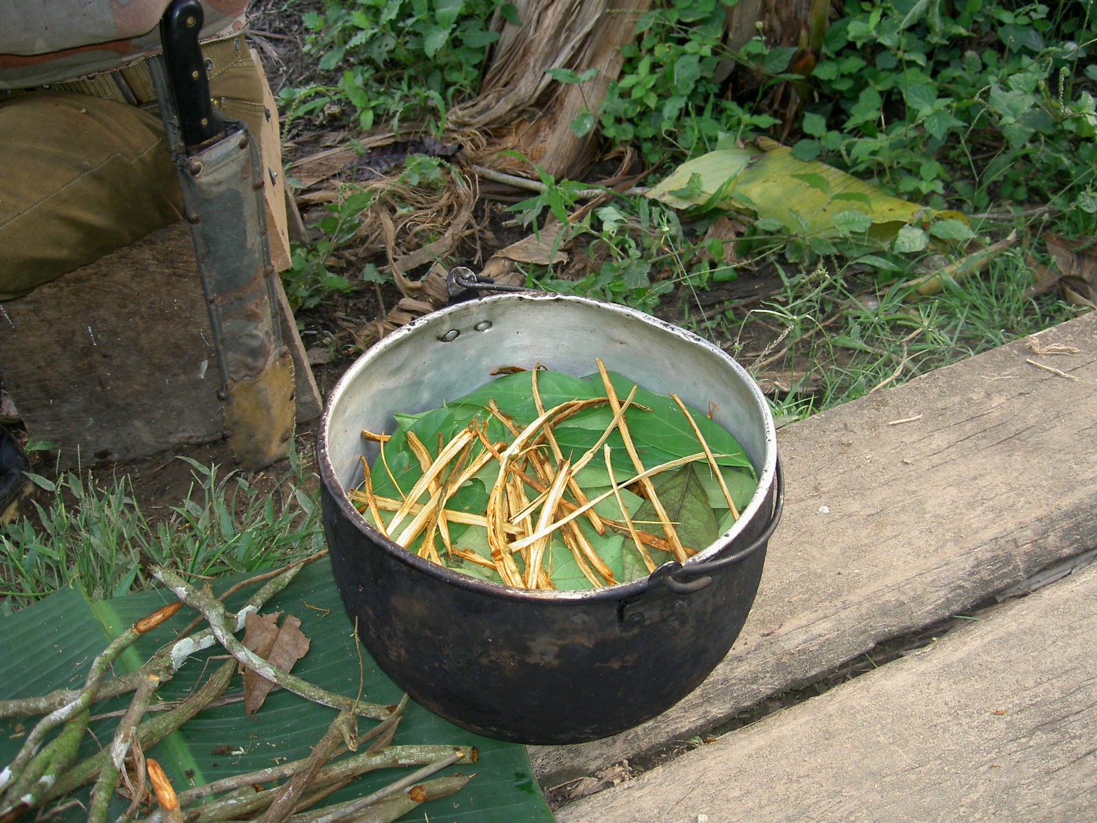 Ayahuasca plant prepared in a black bowl for a traditional ayahuasca brew.